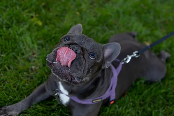 Dog French Bulldog Lies Lawn Sticks Out His Tongue Dog — Fotografie, imagine de stoc