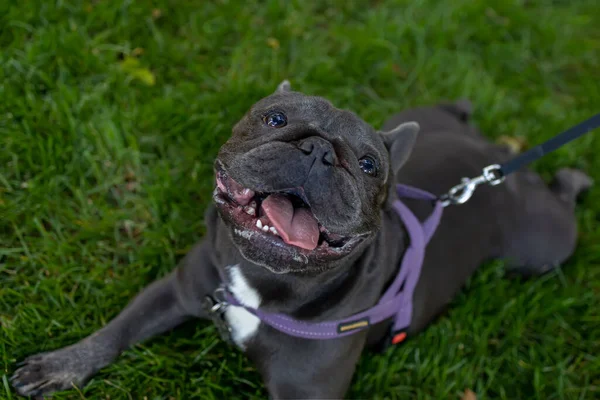French Bulldog Opened Its Mouth Looks Breathing Heavily Expects Owner — Photo