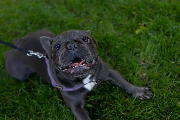 French Bulldog Opened Its Mouth Looks Breathing Heavily Expects Owner — Fotografie, imagine de stoc