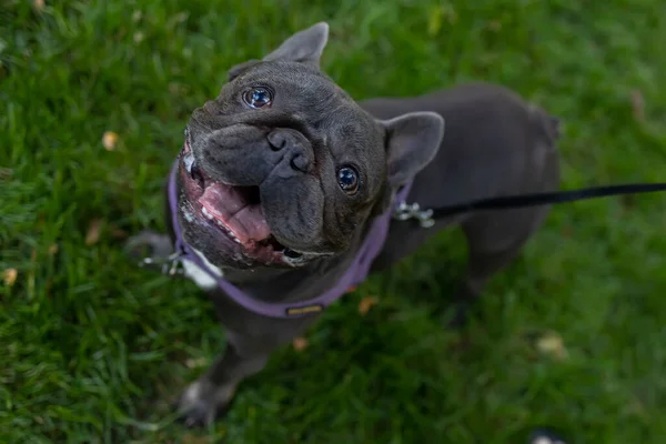 Bulldog Opened His Mouth Looks Leash — 图库照片