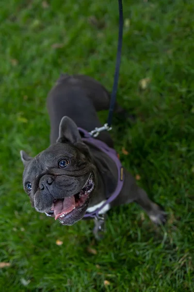 Bulldog Opened His Mouth Looks Leash — Fotografia de Stock