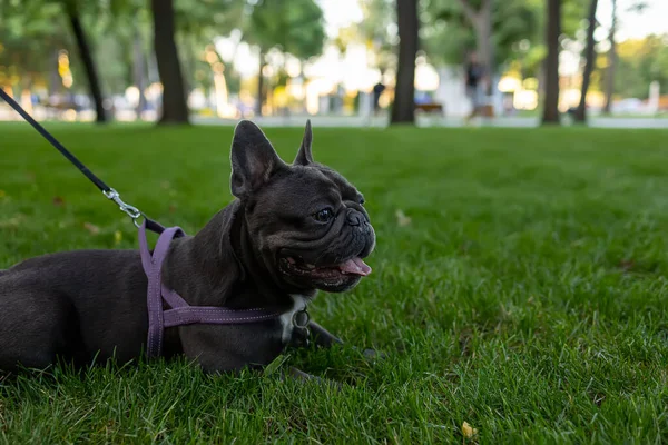 French Bulldog Breed Spilled Lawn Looks Ahead —  Fotos de Stock