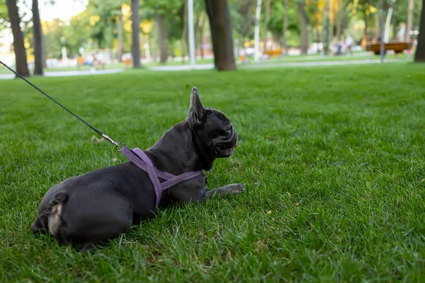 Bulldog Walks Leash Park Lay Rest Running — ストック写真