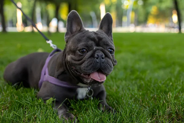 Park Lawn French Bulldog Sprawled Looking Forward Sticking Out His — ストック写真