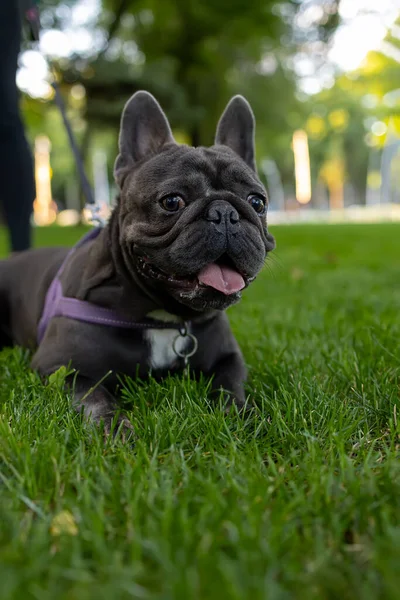 French Bulldog Who Hides Grass Park Sticks Out His Tongue — ストック写真