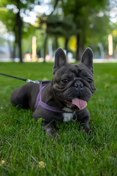 Park Lawn French Bulldog Sprawled Looking Forward Sticking Out His — ストック写真