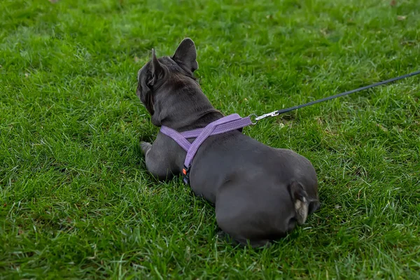 Bulldog Lies Sideways Lawn Rests Hard Walk Which Ran Lot — ストック写真