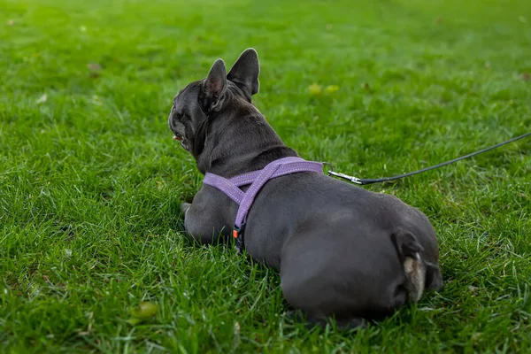 Buldog Çimenlerde Yan Yatar Üzerinde Çok Koştuğu Zorlu Bir Yürüyüşten — Stok fotoğraf