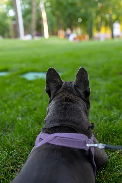 View Back French Bulldog Looking Distance Park — ストック写真