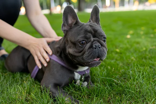 Hands Owner Hold French Bulldog Does Run Forward Quickly — ストック写真