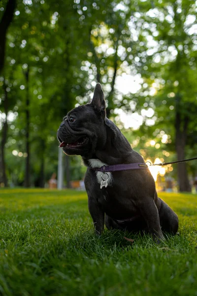 Dog Obeyed Command Sit Lawn Park Warm Sun Shines —  Fotos de Stock