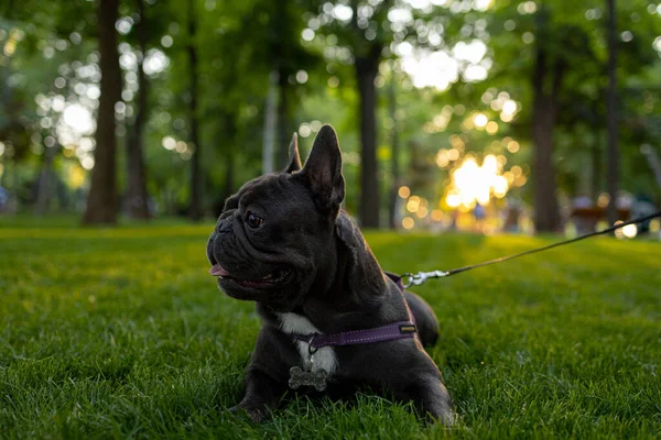 French Bulldog Lies Park Grass Background Whistling Sun — ストック写真