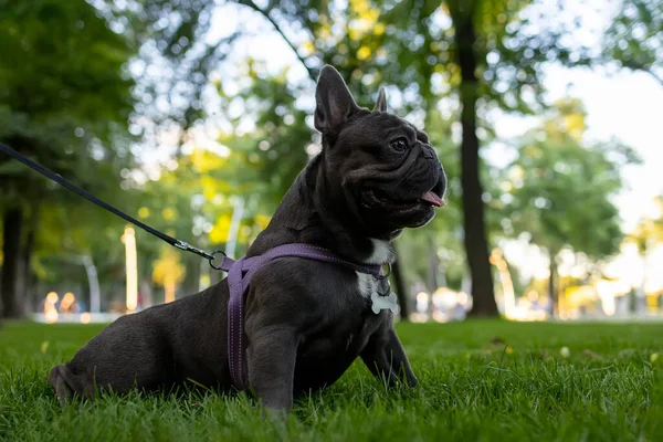 French Bulldog Sitting Park Sunset — Fotografia de Stock