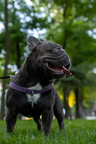 Powerful Dog French Bulldog Stands Park His Tongue Hanging Out —  Fotos de Stock