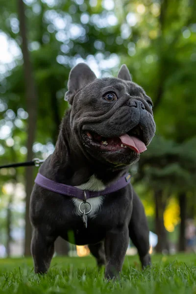 Francouzský Buldok Stojí Parku Dívá Stranou Pes Vystrčil Jazyk Žízně — Stock fotografie