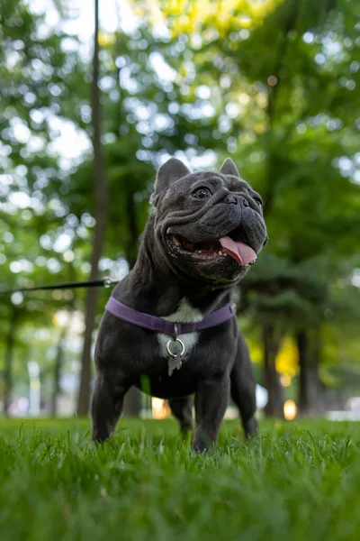 Dog Training French Bulldog Stands Park His Tongue Hanging Out — ストック写真