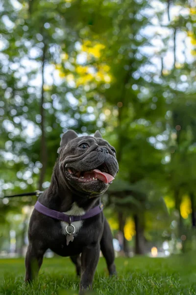 Pes Trénink Francouzský Buldok Stojí Parku Jeho Jazyk Visí Ven — Stock fotografie