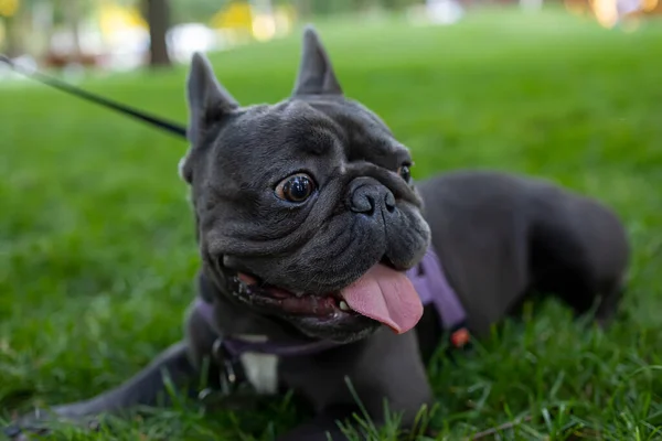 Cheerful Dog French Bulldog Lies Park His Tongue Hanging Out — стоковое фото