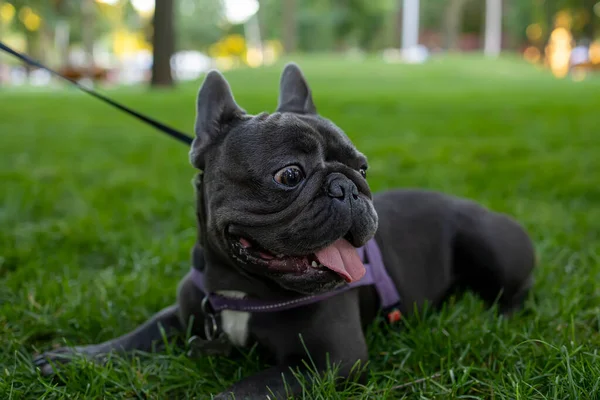 Cheerful Dog French Bulldog Lies Park His Tongue Hanging Out —  Fotos de Stock