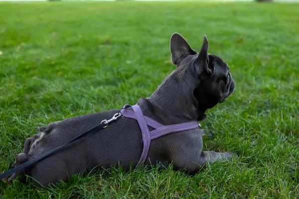View French Bulldog Shelf Lies Lawn Park — ストック写真