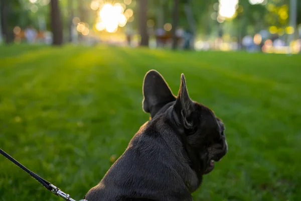 close-up of the head and ears of a french bulldog standing with its back to the camera looking ahead at the sunset