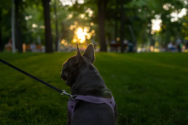 close-up of the head and ears of a french bulldog standing with its back to the camera looking ahead at the sunset