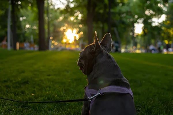 close-up of the head and ears of a french bulldog standing with its back to the camera looking ahead at the sunset