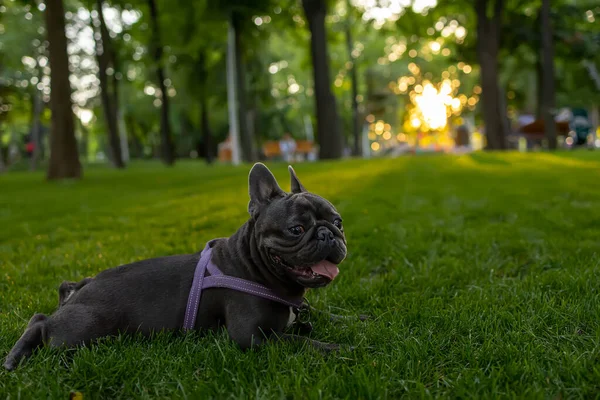 Vtipný Černý Francouzský Buldok Pes Plemeno Ležet Parku Trávníku Jeho — Stock fotografie