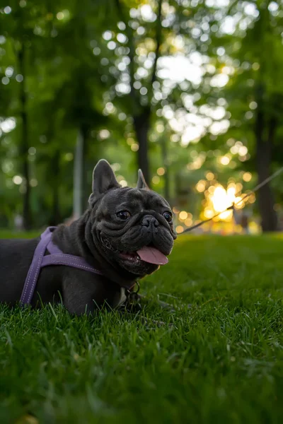 Funny Black French Bulldog Dog Breed Lay Park Lawn His — ストック写真