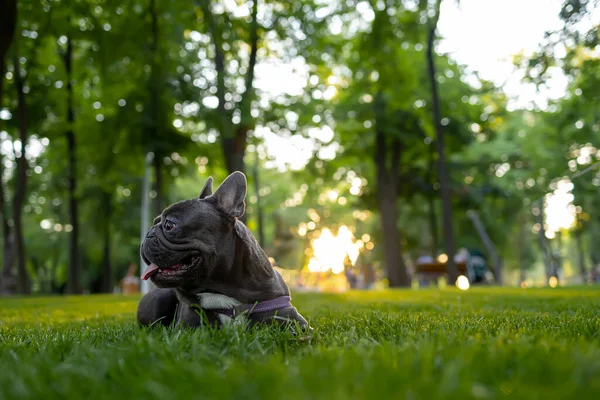 Sunset Park Lawn Lies French Bulldog Who Looks Away His —  Fotos de Stock
