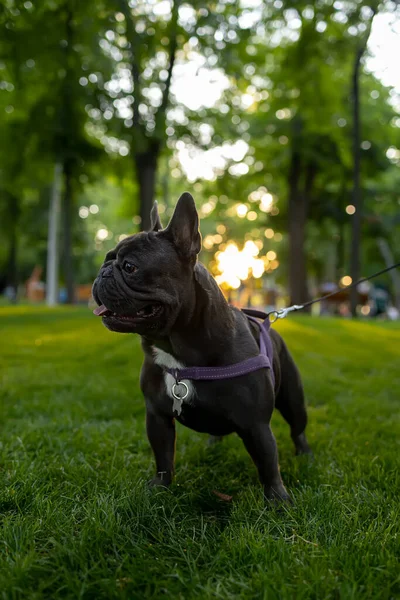 a trained dog With a collar stands in the park at sunset looks to the side and sticks out his tongue