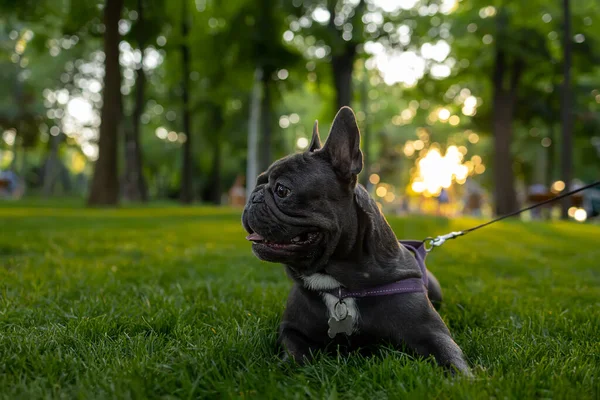 a trained dog With a collar stands in the park at sunset looks to the side and sticks out his tongue