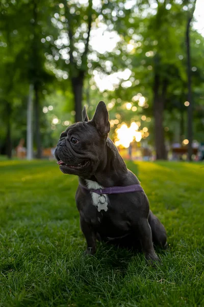 Beautiful Black French Bulldog Being Trained Park Sunset Looks Away —  Fotos de Stock