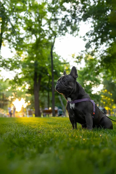Training Domestic French Bulldog Who Stands Park Sunset His Tongue — ストック写真