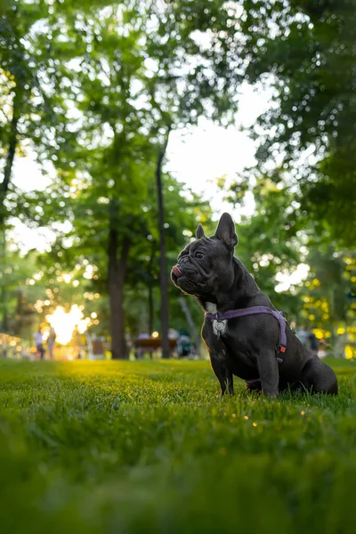 Training Domestic French Bulldog Who Stands Park Sunset His Tongue —  Fotos de Stock