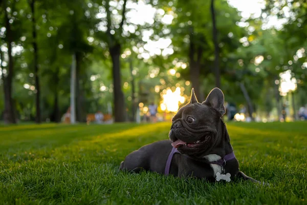 Purebred French Bulldog Lies Park Rays Sun Trains Dogs —  Fotos de Stock