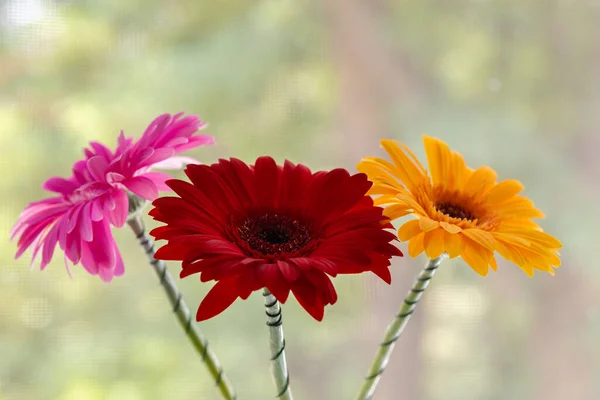 Three Gerbera Flowers Window — Foto de Stock