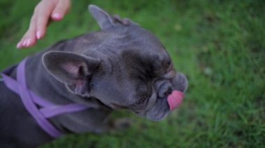 top view of a french bulldog being patted on the head. He likes it a lot