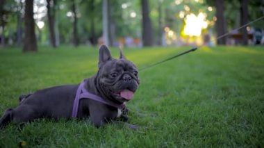 french bulldog lies on the grass at sunset background