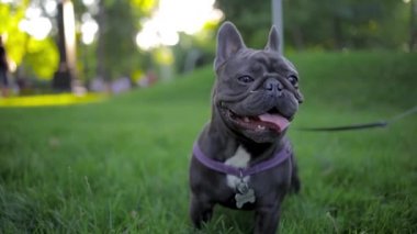 wary french bulldog looks around and breathes heavily, sticking out his tongue