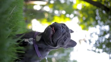 playful french bulldog looks straight ahead and at the same time breathes heavily, sticking out his tongue