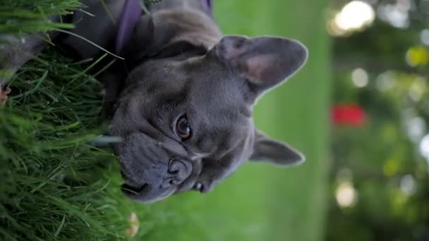 French Bulldog Lies Grass Park Given Bowl Water Drink — Vídeo de Stock