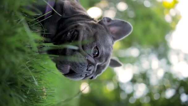 Funny French Bulldog Hides Grass Park Looks Out Sticking Out — Stock video