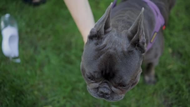 French Bulldog Petting Lawn — Vídeos de Stock