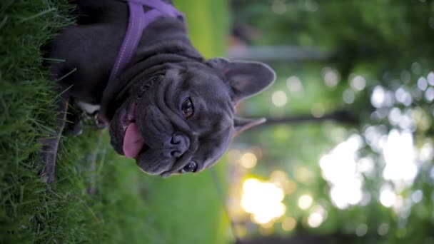 Close Muzzle French Bulldog Lies Lawn Breathes Heavily Its Tongue — Stock video