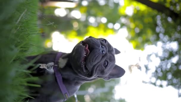 Playful French Bulldog Looks Straight Ahead Same Time Breathes Heavily — Stock video