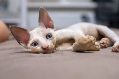 a small shorthaired kitten Devon Rex lies on the couch