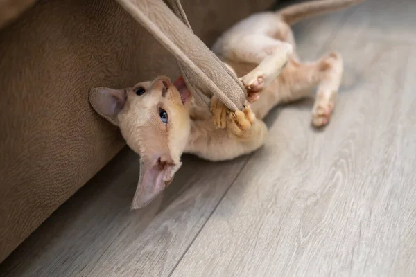 Little Playful Devon Rex Kitten Plays Rag Floor — Stock Fotó