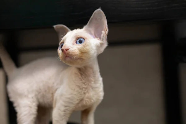 Little Cute Devon Rex Kitten Looking Away — Stock Photo, Image