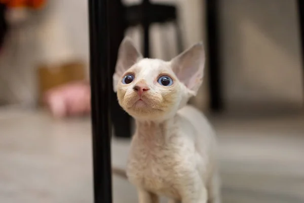 Devon Rex Kitten Raised His Head Looks Compassionate Eyes — Zdjęcie stockowe